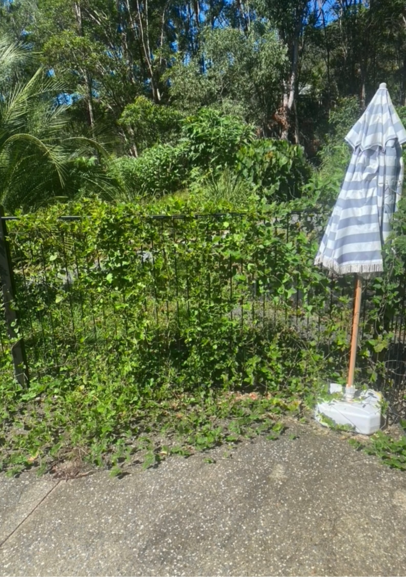 Vine & Weed Removal - After