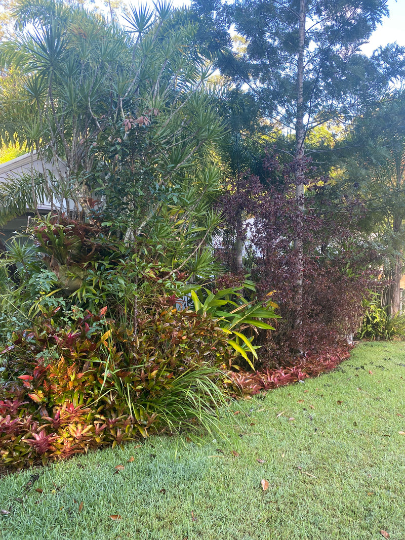 Tree pruning and removal - After
