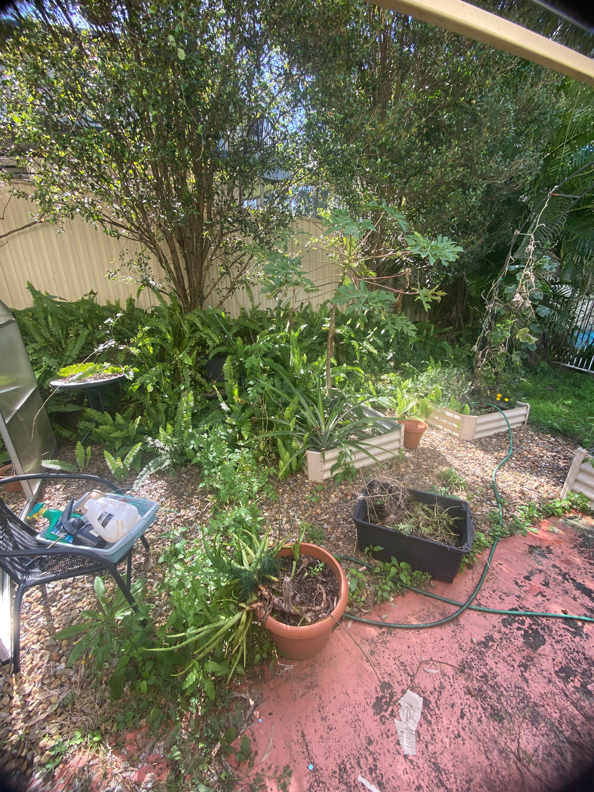 Backyard garden with plants and a hose on a concrete patio