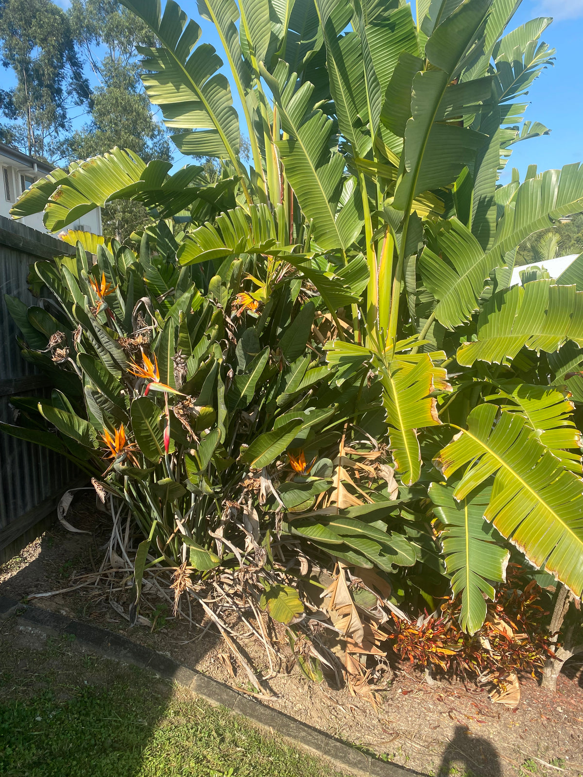 Tropical plant with large green leaves and a few orange flowers on a sunny day.